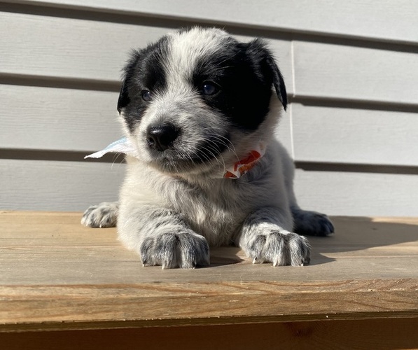 Medium Photo #28 Australian Cattle Dog Puppy For Sale in SMITHS CREEK, MI, USA