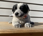 Mickey - Female Australian Cattle Dog Puppy for Sale - Photo #28