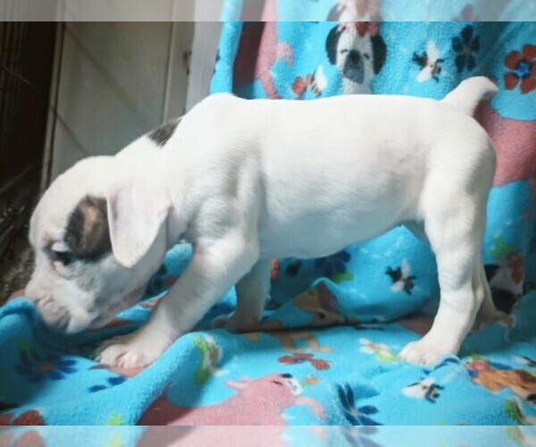 Medium Photo #1 Olde English Bulldogge Puppy For Sale in VERSAILLES, IL, USA