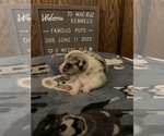 Small Photo #14 Welsh Cardigan Corgi Puppy For Sale in SUN PRAIRIE, WI, USA