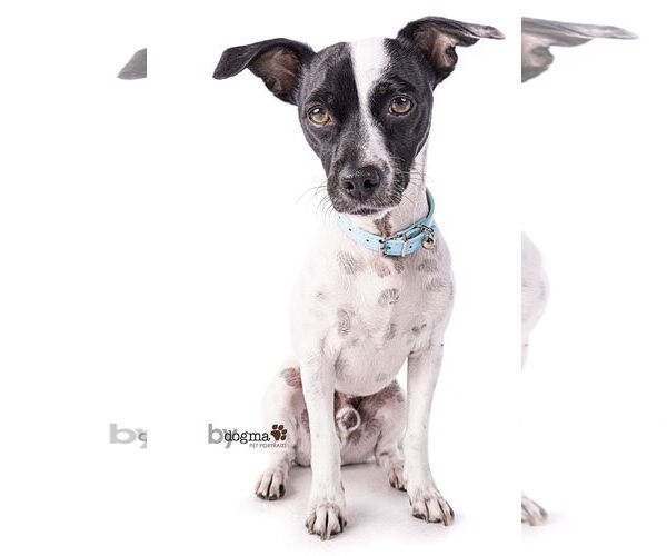 Medium Photo #3 Jack-Rat Terrier Puppy For Sale in Newport Beach, CA, USA