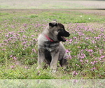 Puppy Florida Norwegian Elkhound