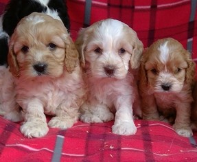 Cavalier King Charles Spaniel-Poodle (Toy) Mix Puppy for sale in CONOWINGO, MD, USA