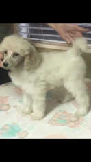 Poodle (Standard) Puppy for sale in OAK VIEW, CA, USA