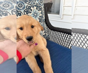 Golden Retriever Puppy for sale in TRENTON, MO, USA