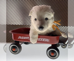 Small Photo #34 German Shepherd Dog Puppy For Sale in WASHINGTON, NJ, USA