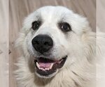 Small Photo #1 Great Pyrenees Puppy For Sale in Garland, TX, USA