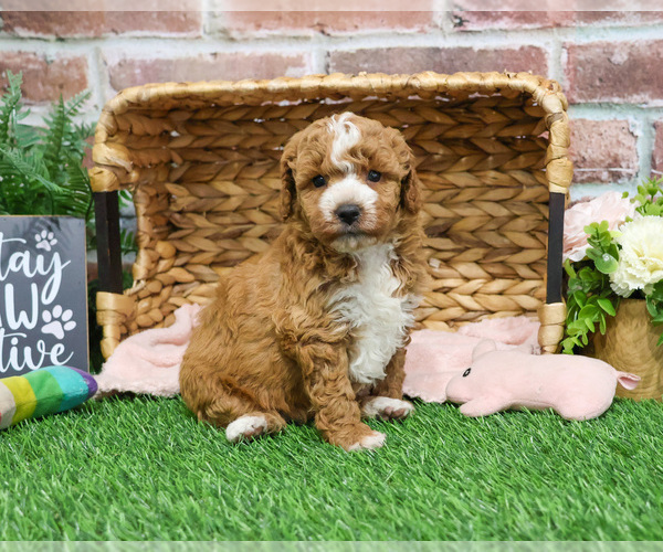 Medium Photo #19 Goldendoodle mix (+ Poodle Miniature) Puppy For Sale in SYRACUSE, IN, USA