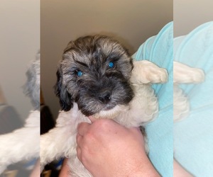 Cockapoo Puppy for sale in ARLINGTON, WA, USA