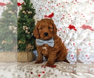 Goldendoodle (Miniature) Puppy for sale in CHRISTIANA, PA, USA