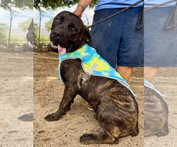 Medium Photo #3 Mutt Puppy For Sale in Goodyear, AZ, USA