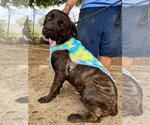 Small #2 Mutt