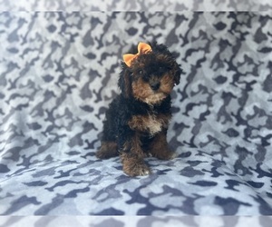 Aussiedoodle Miniature  Puppy for sale in LAKELAND, FL, USA