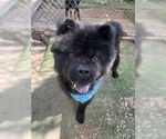 Small #3 Chow Chow
