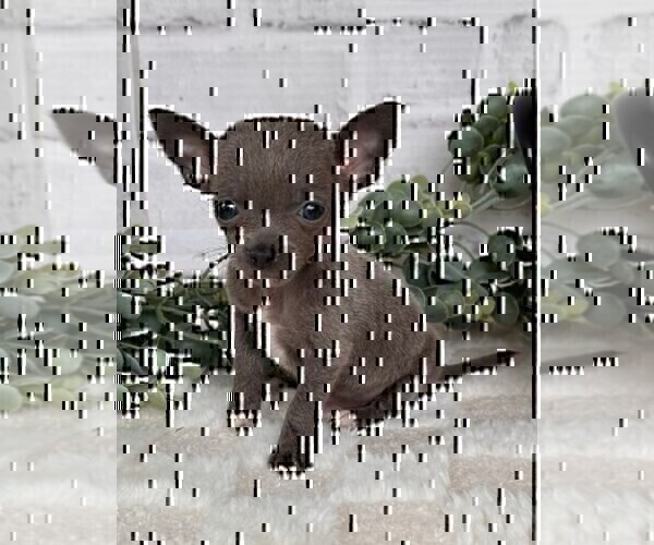 Medium Photo #6 Chihuahua Puppy For Sale in MIAMI, FL, USA