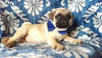 Small Photo #5 Pug Puppy For Sale in EDEN, PA, USA