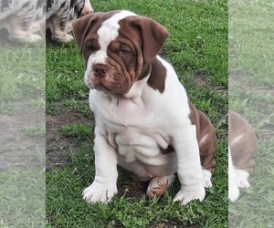American Bully-Bullypit Mix Puppy for sale in MOORPARK, CA, USA