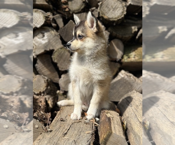 Medium Photo #3 Alaskan Klee Kai-Pomsky Mix Puppy For Sale in STAPLES, MN, USA