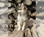 Small #2 Alaskan Klee Kai-Pomsky Mix