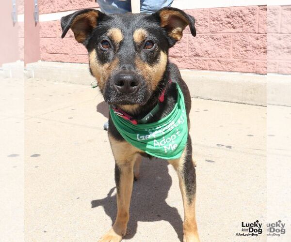 Medium Photo #2 Beagle-Unknown Mix Puppy For Sale in Washington, DC, USA