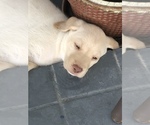 Small Photo #1 Labrador Retriever Puppy For Sale in GULFPORT, FL, USA