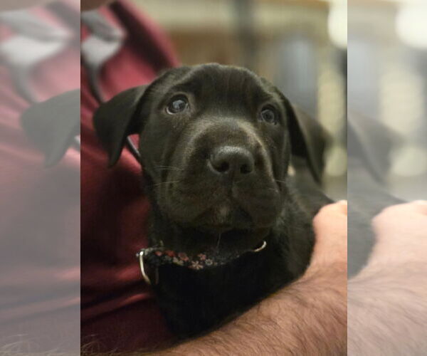 Medium Photo #1 Chinese Shar-Pei-Unknown Mix Puppy For Sale in New London, WI, USA