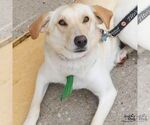 Small Photo #8 Carolina Dog-Labrador Retriever Mix Puppy For Sale in Washington, DC, USA
