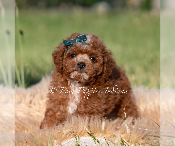 Medium Photo #4 Goldendoodle (Miniature) Puppy For Sale in WARSAW, IN, USA