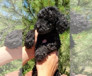 Double Doodle Puppy for sale in PARKER, CO, USA