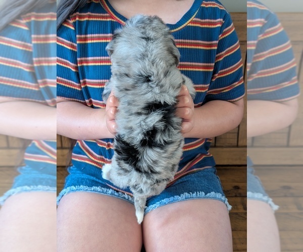 Medium Photo #5 Bernedoodle (Miniature) Puppy For Sale in DAVIS, CA, USA