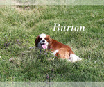 Puppy Burton Cavalier King Charles Spaniel
