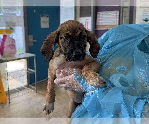 Medium Photo #1 Mutt Puppy For Sale in Raleigh, NC, USA