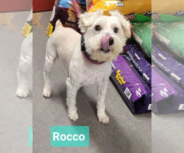 Medium Photo #2 Bichon Frise-Unknown Mix Puppy For Sale in Richmond, IN, USA