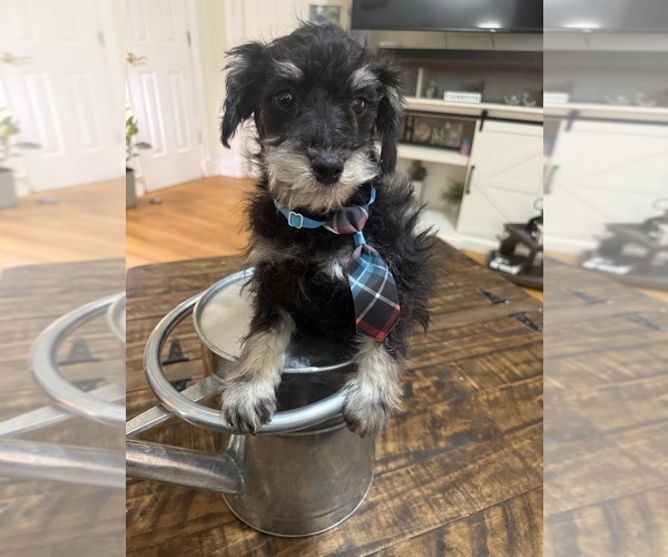 Medium Photo #5 Schnoodle (Miniature) Puppy For Sale in DINWIDDIE, VA, USA