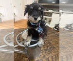 Small Photo #38 Schnoodle (Miniature) Puppy For Sale in DINWIDDIE, VA, USA
