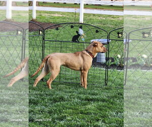 Dozer - Male Mutt Dog for Adoption - Photo #4