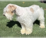 Small Photo #1 Chonzer Puppy For Sale in MORENO VALLEY, CA, USA