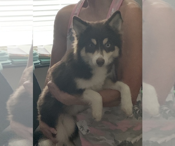 Medium Photo #1 Pomsky Puppy For Sale in FORNEY, TX, USA