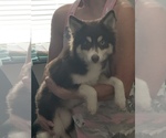 Small Photo #1 Pomsky Puppy For Sale in FORNEY, TX, USA