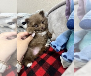 Pomeranian Puppy for sale in ATASCOSA, TX, USA