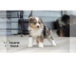 Small #13 Aussie-Corgi