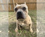 Camo - Male American Staffordshire Terrier-Unknown Mix Dog for Adoption - Small photo