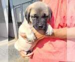 Small Photo #2 American Mastiff Puppy For Sale in JACKSON, OH, USA