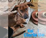 Small Photo #15 Dachshund-Unknown Mix Puppy For Sale in San Antonio, TX, USA