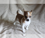 Puppy Sugar Chihuahua