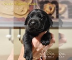 Small Photo #32 Labrador Retriever Puppy For Sale in POCAHONTAS, IL, USA
