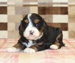Small #5 Bernedoodle (Miniature)-Cavapoo (Miniature) Mix