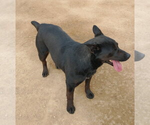 Love - Female Labrador Retriever Dog for Adoption - Photo #9