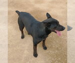 Small Photo #9 Labrador Retriever Puppy For Sale in Apple Valley, CA, USA