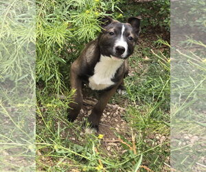Bull Terrier-Unknown Mix Dogs for adoption in Peralta, NM, USA